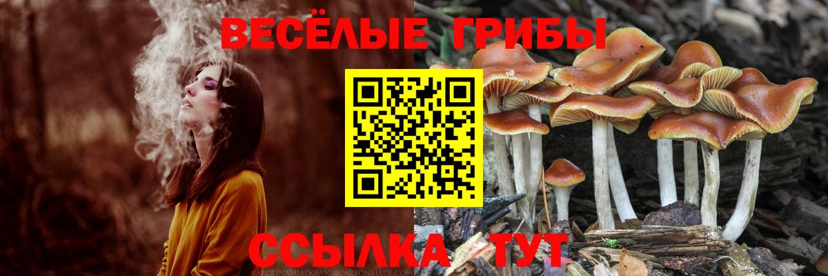 Галлюциногенные грибы Psilocybine cubensis Звенигород